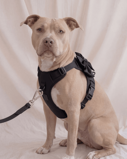Wander! Bow Harness  Midnight